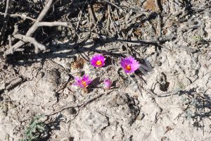 Ariocarpus Kotschoubeyanus ssp. Macdowellii di dottor Arroyo